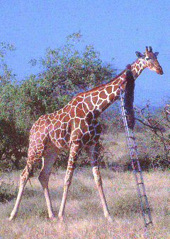 girafe1.gif