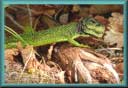 image diaporama diaporamas
